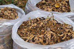 Green Waste Removal